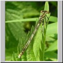 Platycnemis pennipes - Blaue Federlibelle w01.jpg